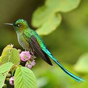 Long-tailed Sylph