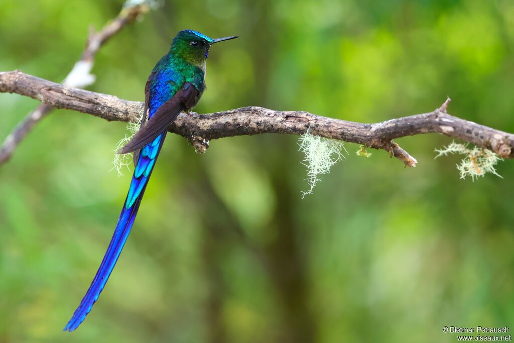 Sylphe à queue violette