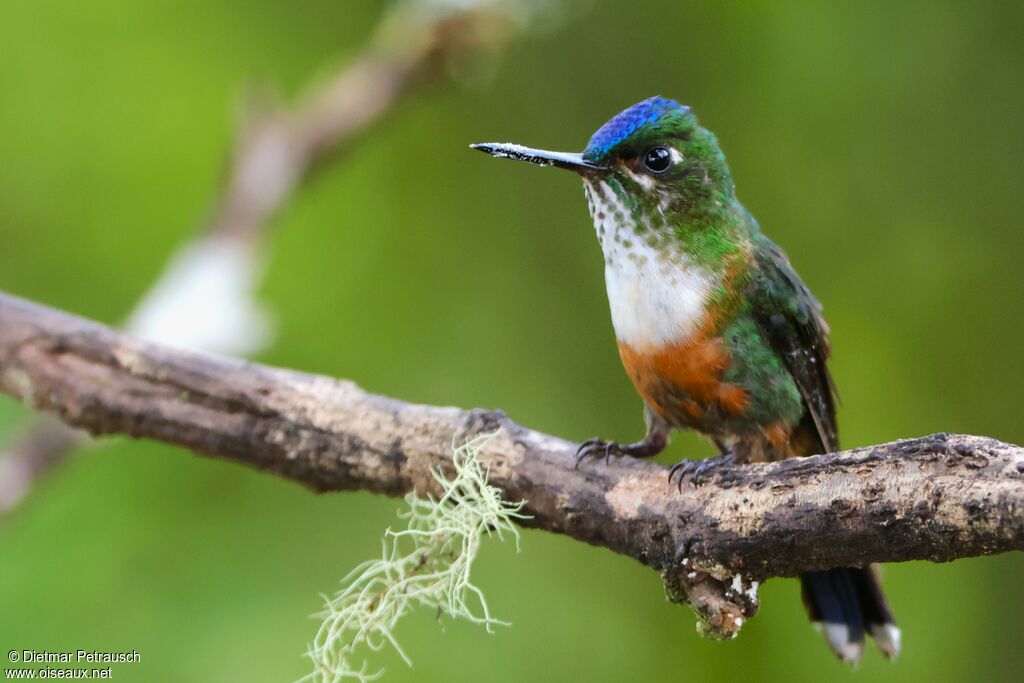 Sylphe à queue violette