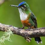 Sylphe à queue violette