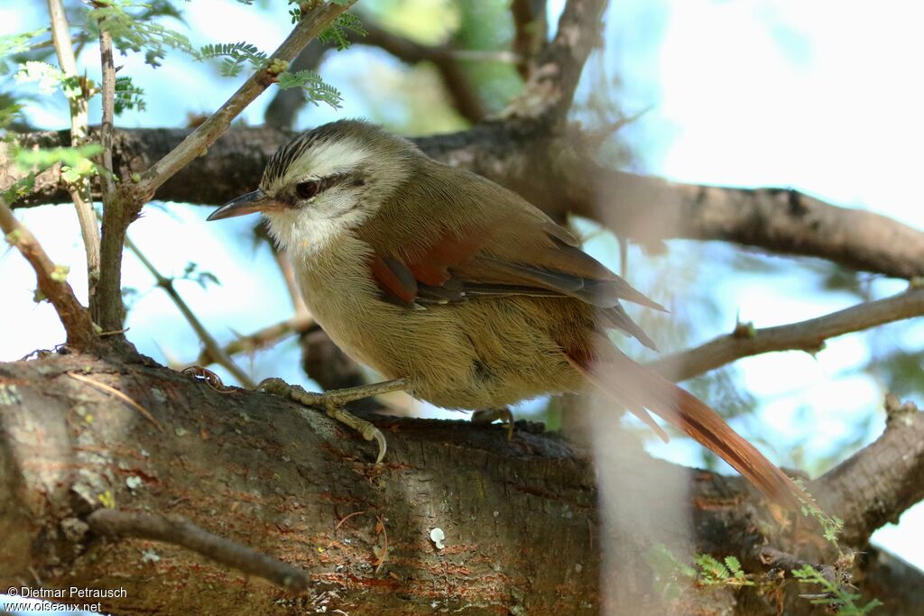 Stripe-crowned Spinetailadult