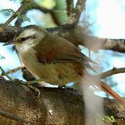 Stripe-crowned Spinetail