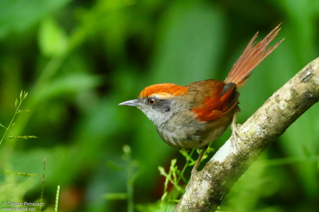 Rufous-capped Spinetailadult