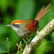 Rufous-capped Spinetail