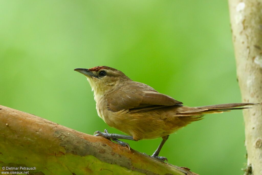 Rufous-fronted Thornbirdadult