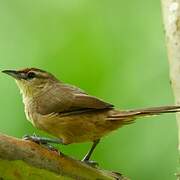 Rufous-fronted Thornbird