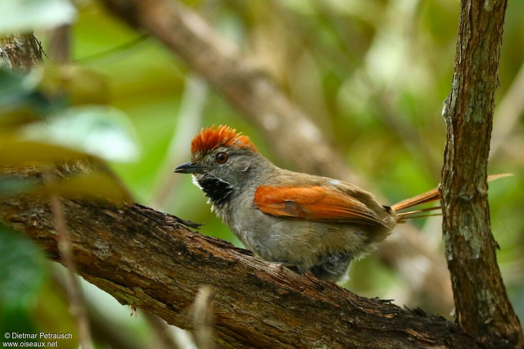 Sooty-fronted Spinetailadult