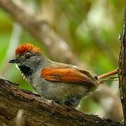 Sooty-fronted Spinetail