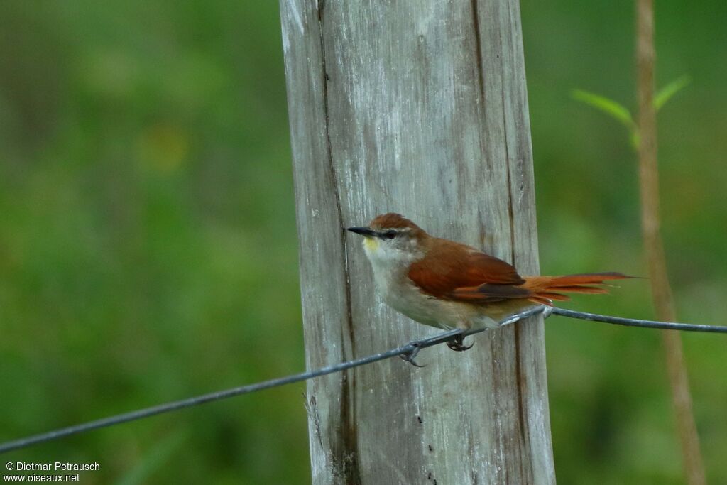 Yellow-chinned Spinetailadult