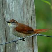 Yellow-chinned Spinetail