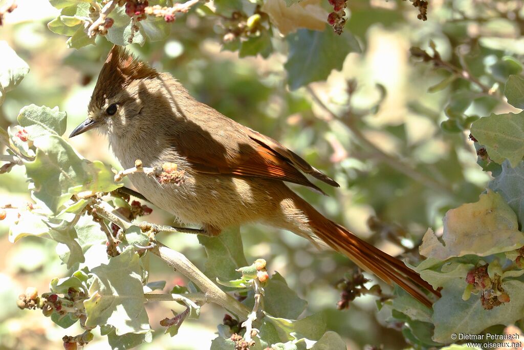 Brown-capped Tit-Spinetailadult