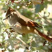 Brown-capped Tit-Spinetail