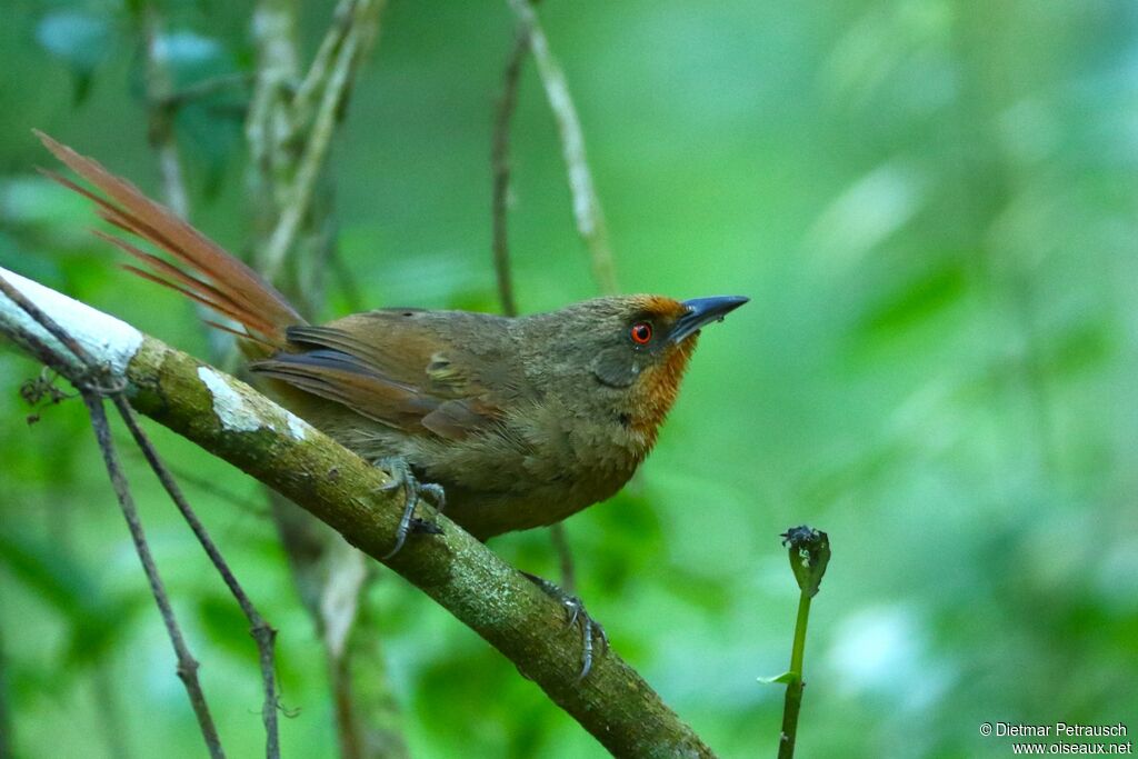 Orange-eyed Thornbirdadult