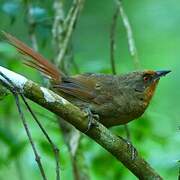 Orange-eyed Thornbird