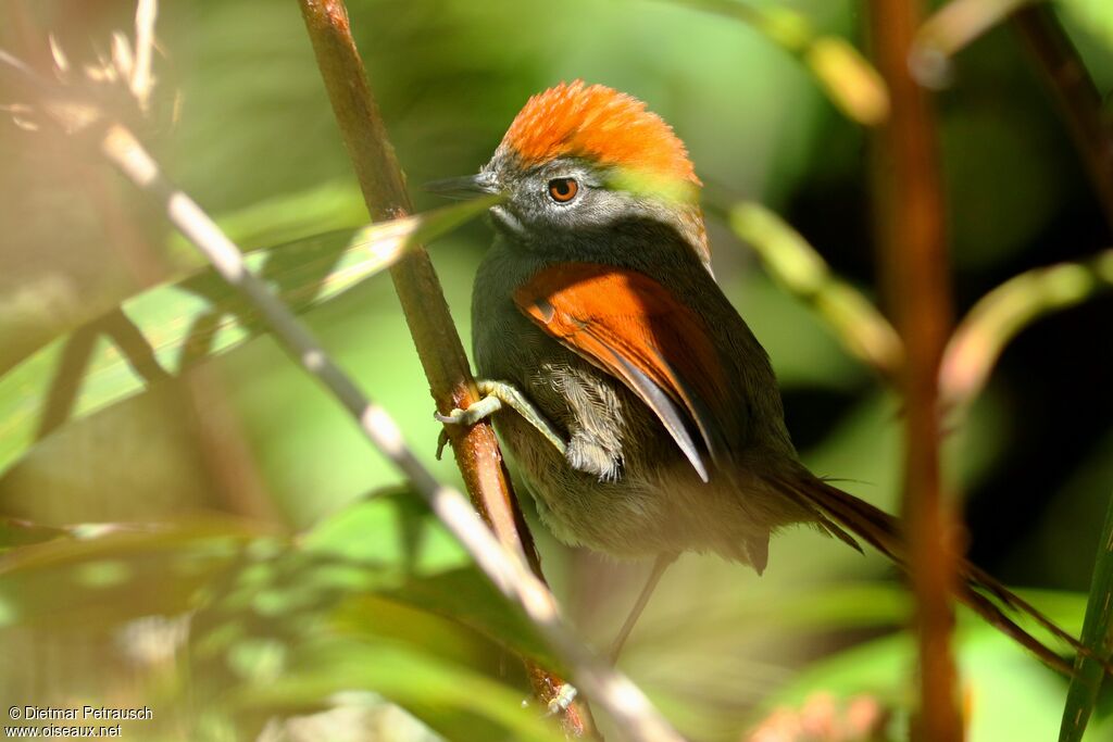 Azara's Spinetailadult