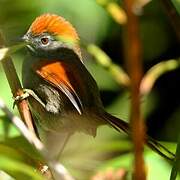 Azara's Spinetail