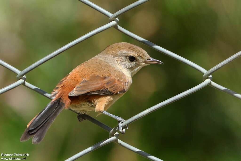 Rusty-vented Canasteroadult, identification