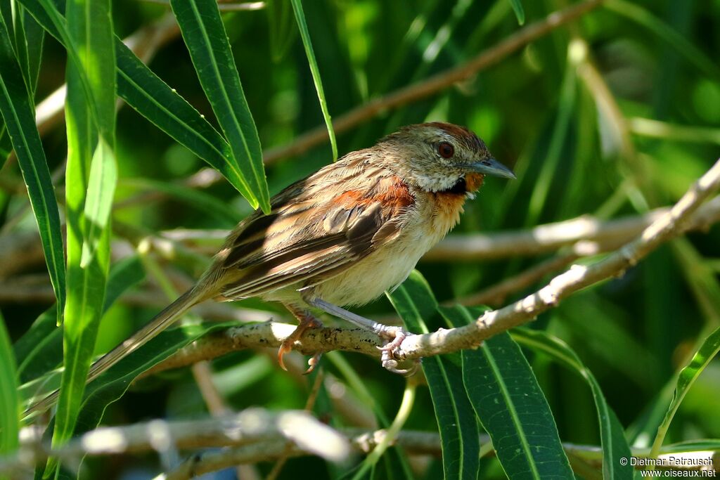 Chotoy Spinetailadult