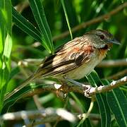 Chotoy Spinetail