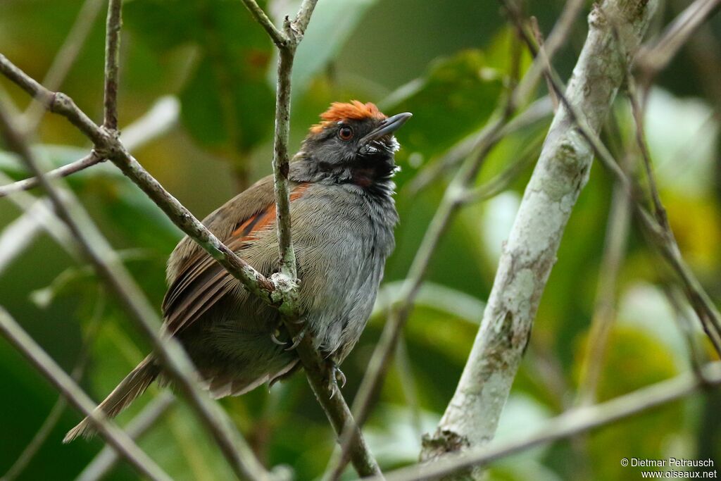 Spix's Spinetailadult