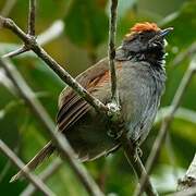 Spix's Spinetail