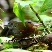 Grey-bellied Spinetail