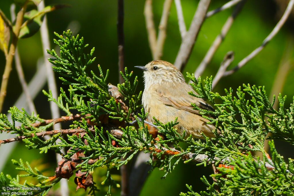 Plain-mantled Tit-Spinetailadult