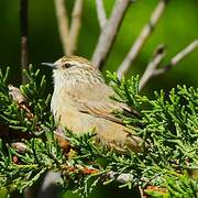 Plain-mantled Tit-Spinetail