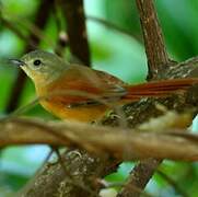 White-lored Spinetail