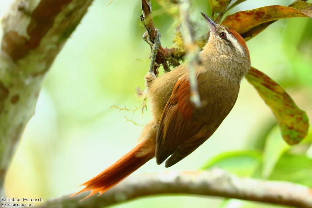 Pallid Spinetailadult