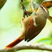 Pallid Spinetail