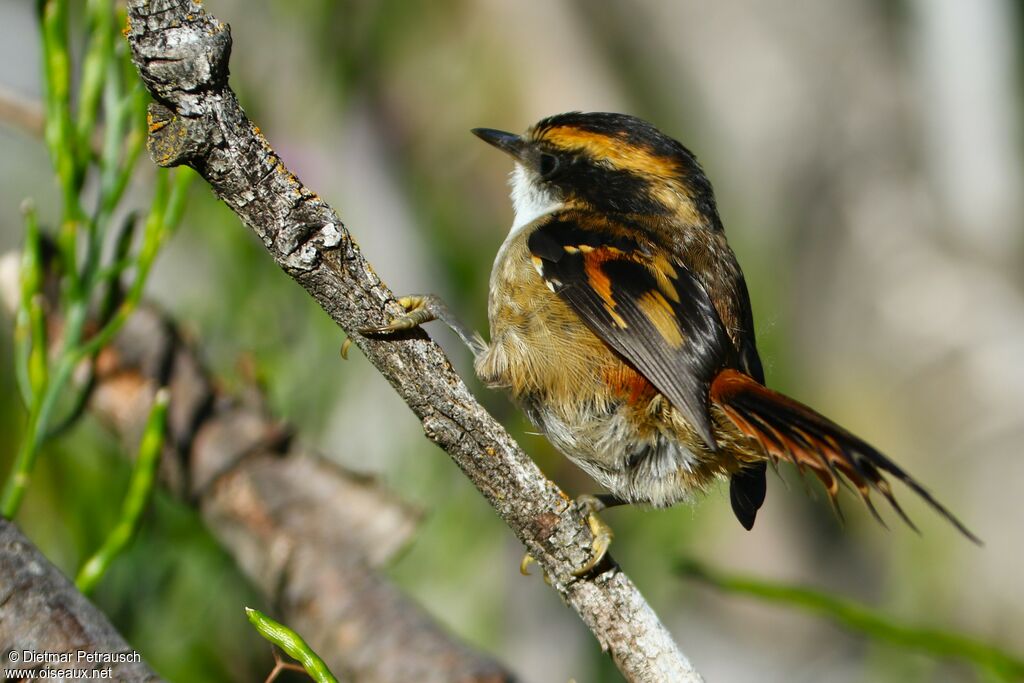 Thorn-tailed Rayaditoadult