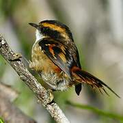 Thorn-tailed Rayadito