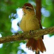 Rusty-backed Spinetail