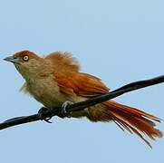 Greater Thornbird