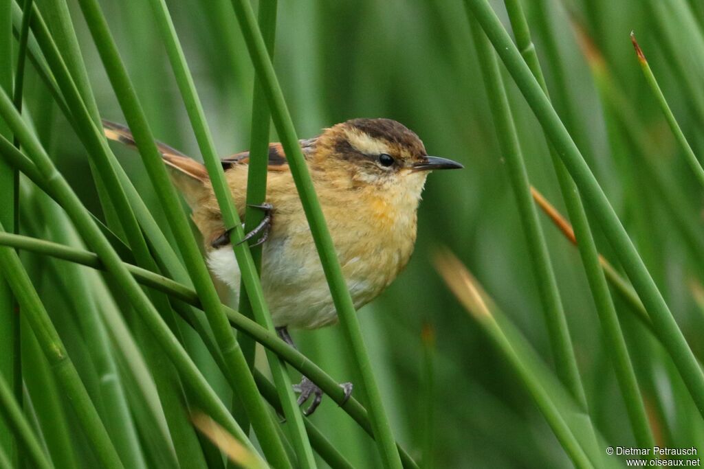 Wren-like Rushbirdadult