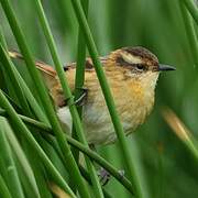 Wren-like Rushbird