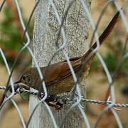 Sharp-billed Canastero