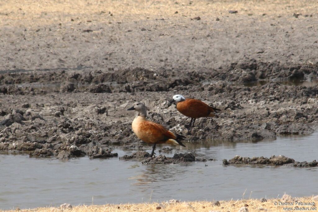 South African Shelduckadult