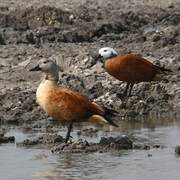 South African Shelduck