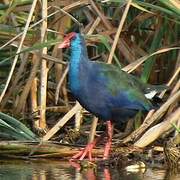 African Swamphen