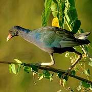 Purple Gallinule