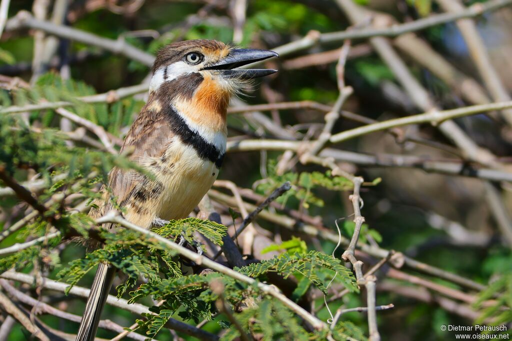 Tamatia à gorge rousse