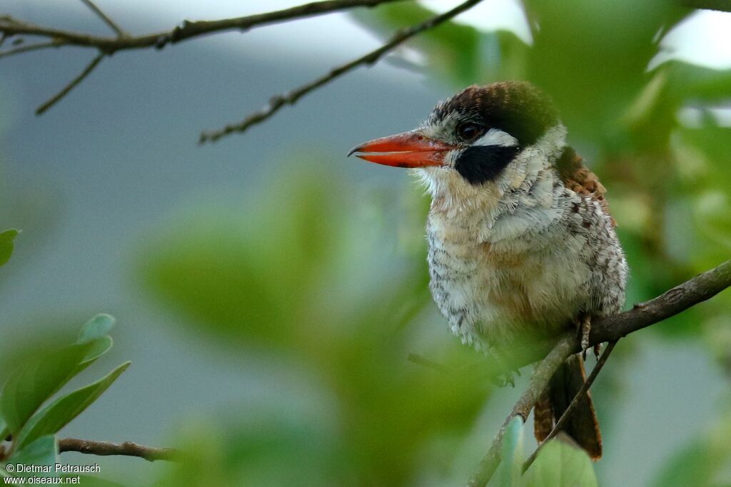 Tamatia chacuruadulte