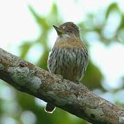 Western Striolated Puffbird