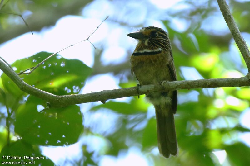 Crescent-chested Puffbirdadult