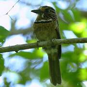 Crescent-chested Puffbird