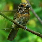 Crescent-chested Puffbird