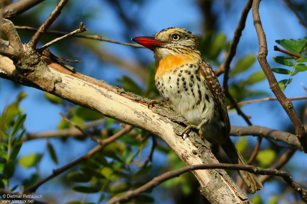 Caatinga Puffbirdadult