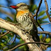 Caatinga Puffbird